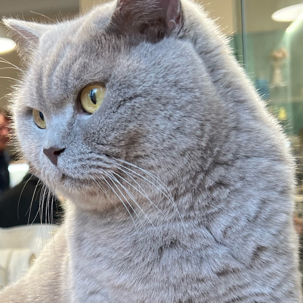 Meet your Posher, Ellie